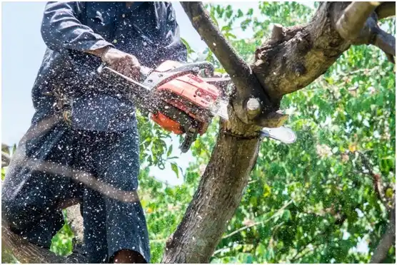tree services Fort Washakie